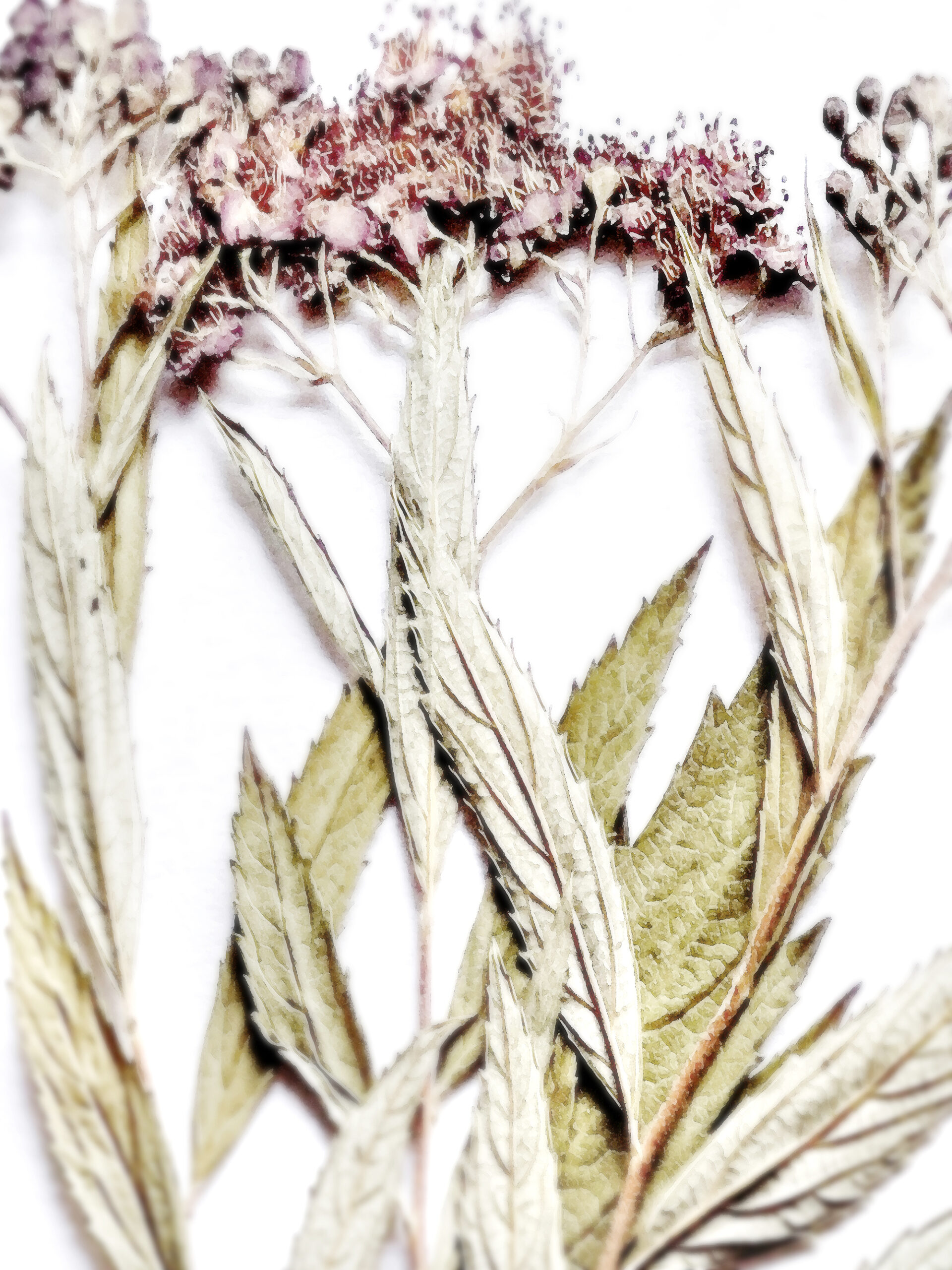 25 / 5315 pixels - 7087 pixels