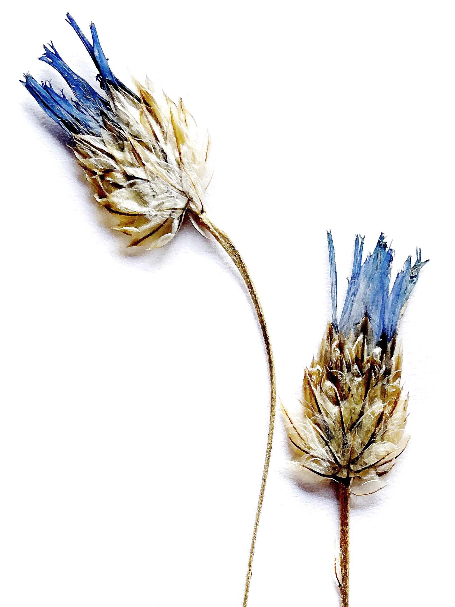 30 / 5315 pixels - 7087 pixels