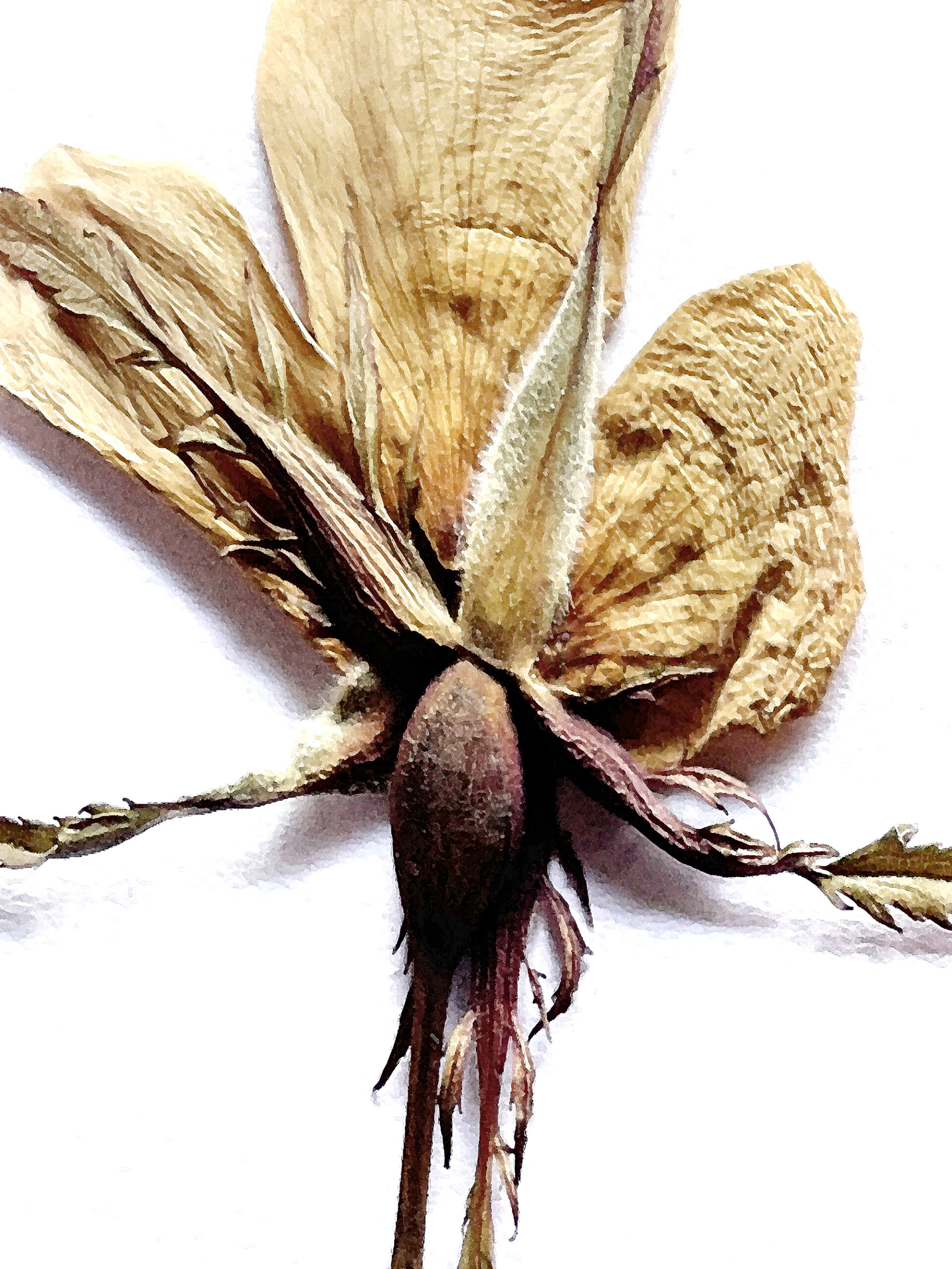 31 / 5315 pixels - 7087 pixels